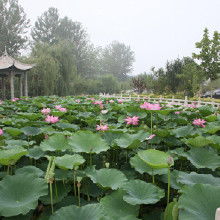 一亩田， 荷花批发专家