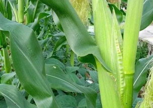 花生追肥，讲究时机