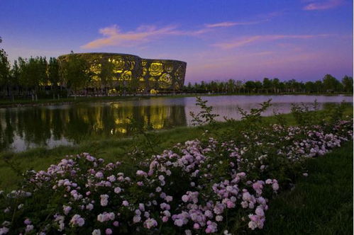 月季， 不只是花