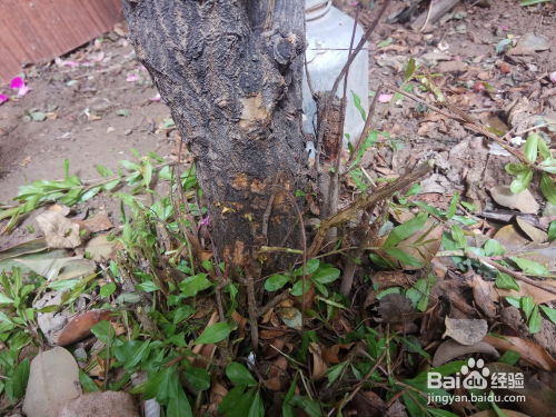 石榴树老根桩种植时如何避免根系受损