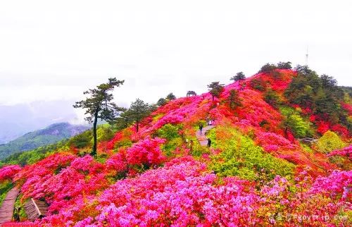 第一站：花市实测