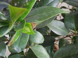 茶花叶子边缘发黑的探秘之旅