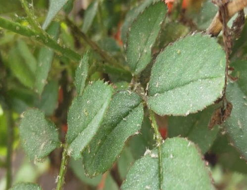 方法一：香烟泡水法