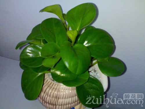 9. 耐阴小盆栽：适合室内种植， 易于养护