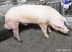 混养畜牧品种：猪、鸡、鸭