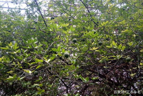 产地，产地，产地！这可是关键！