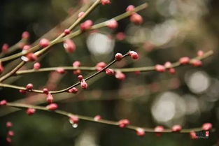 梅花小苗上盆，第一步：选土有讲究
