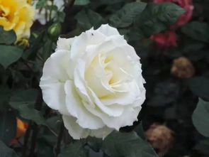 换盆移栽，月季的冬季禁忌