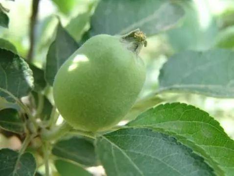 草甘膦对人体有危害吗？