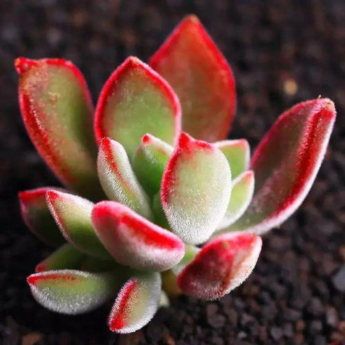 土壤是关键，透气排水不嫩少