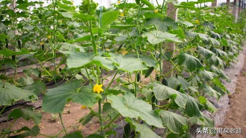 三月份露地种什么蔬菜要kan所在地区定。