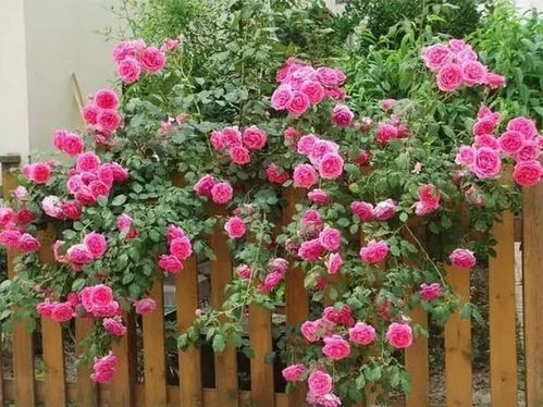月季花的魅力：藤本月季的独特之处