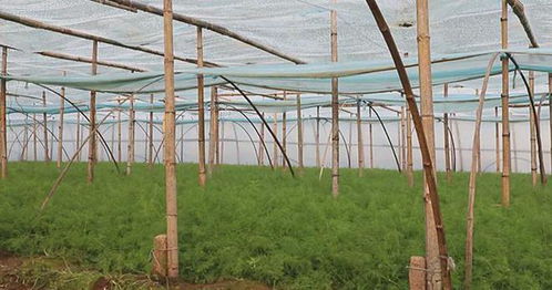 施肥技巧， 营养均衡是关键