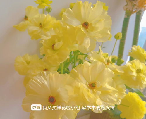 洋牡丹，友谊长存