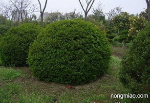 球类灌木的品种介绍