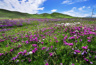 三月份紫色花的野生植物探秘