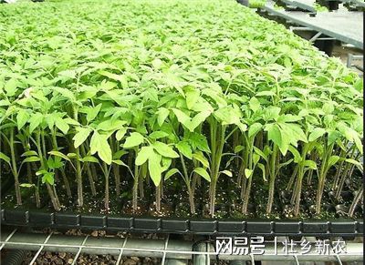 穴盘育苗， 成活率提升