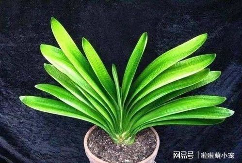 换盆前的准备，不可小觑