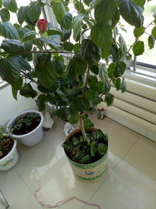 花叶络石修剪，如何让枝叶更繁茂