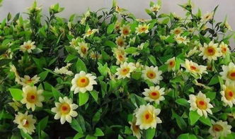 双：菊花绽放秋意浓