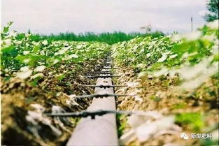 浇水时机和水量：生命的节奏