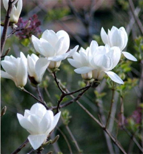 白玉兰，上海之花
