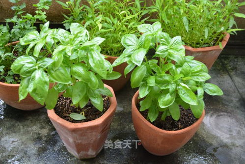鼠尾草、迷迭香、百里香，三者的区别是什么