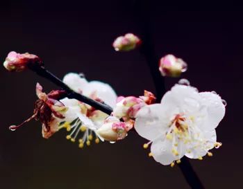 梅花何时盛开？原来最佳赏梅时间是这几日