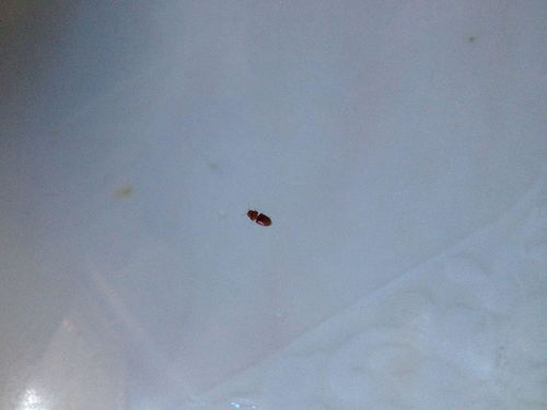 花土虫卵如何彻底消灭？