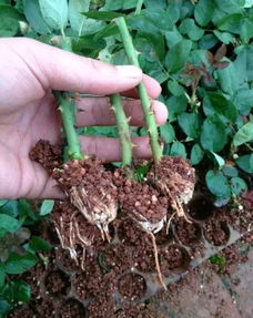 “活力花卉盘点：十大朝气植物推荐”
