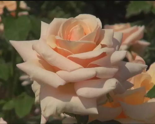 为什么这么受欢迎？