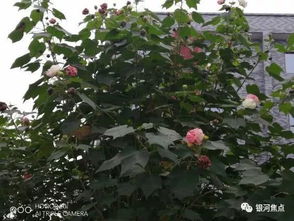 河南的花树气候