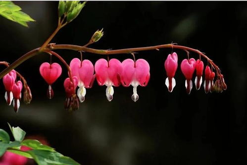 养花知识， 全面掌握