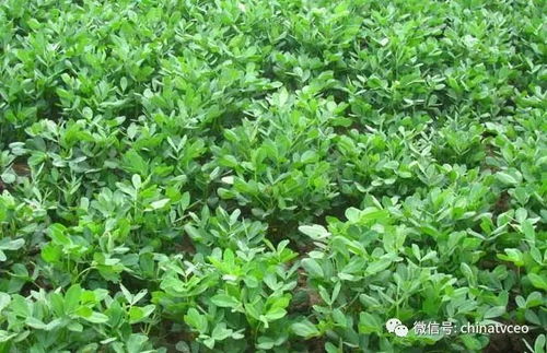 拌土施药过量，灌水洗田来排除