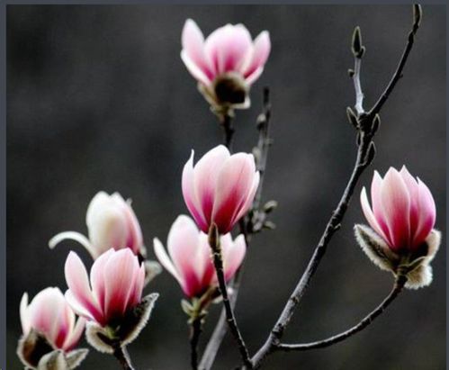 二乔玉兰与紫玉兰的邂逅