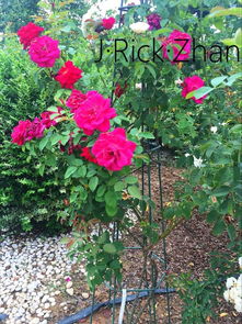 玫瑰国度的天使：生长迅猛， 造型百变