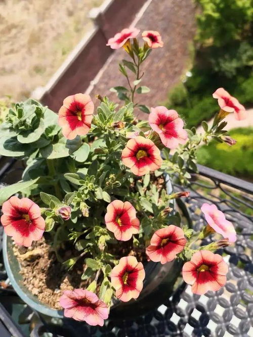 木槿花，传说中守护爱情的神秘之花
