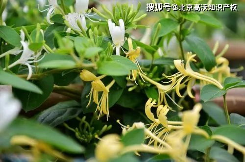 木香的壮美景象