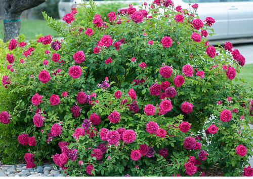 种花儿选对了 美丽又省心