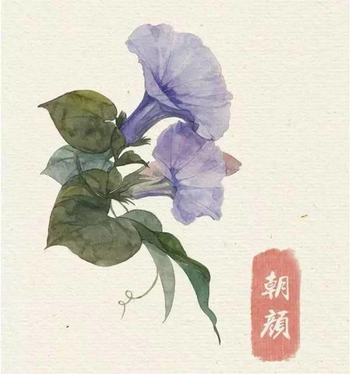 花痴“花”中藏“痴”，你可知“痴”为何意