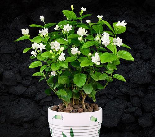 那香味啊， 真是了不得