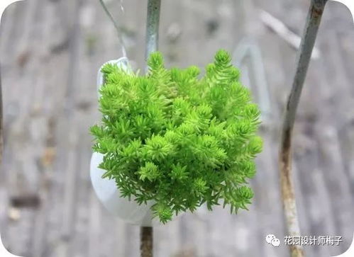 形色：发现植物的美