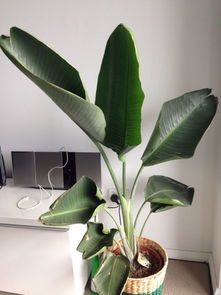 植物叶子卷起，是植物对环境变化的适应性反应