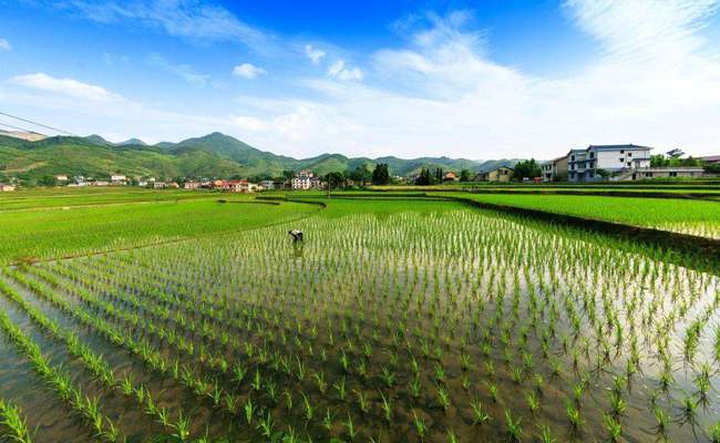 黑稻粒成因探究：水稻种植新挑战