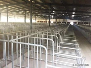 中小猪场建设与疫病综合防控技术