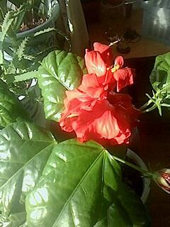 花儿的秘密：为何它们会从枝头自然掉落？