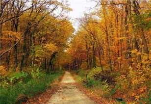 绿篱类的应用及选择