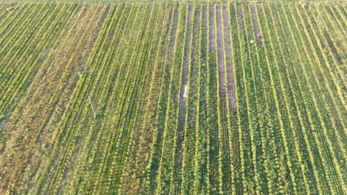 淮滨县的落羽杉产业现状