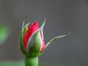 双“蕾”，花蕾初绽