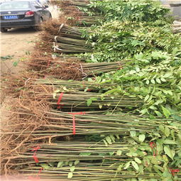 香椿种植养护全攻略中，如何确保香椿树苗成活率最高